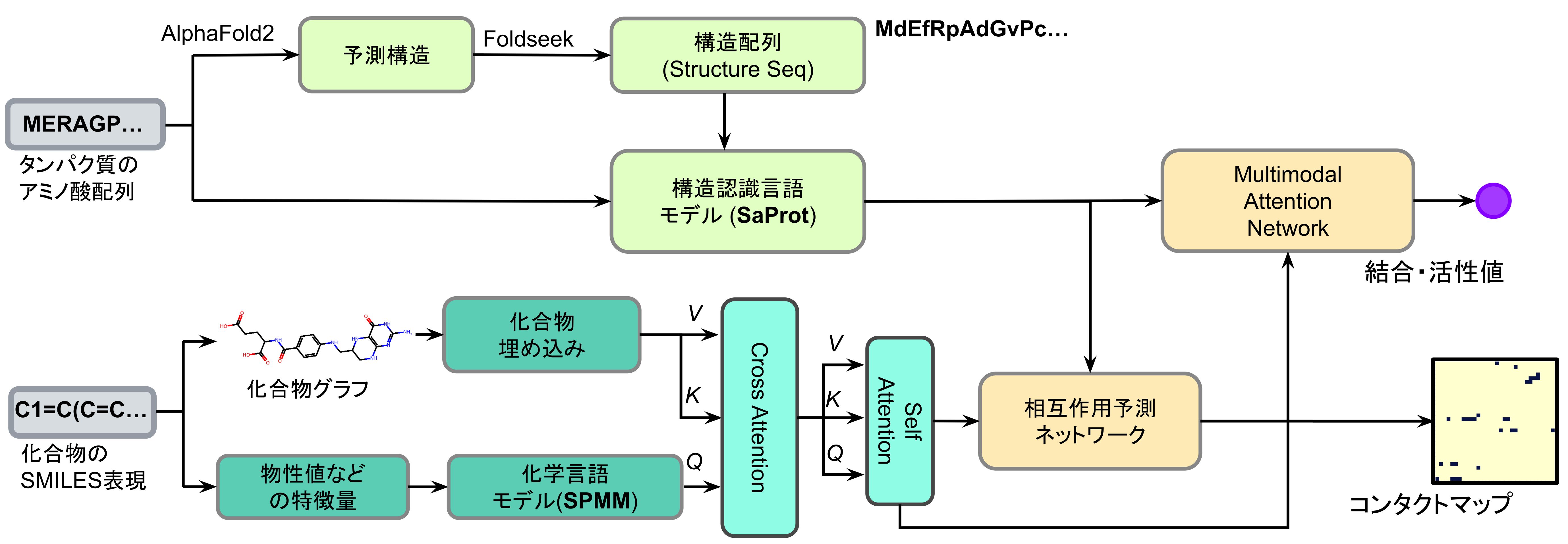 Structure-Aware pLMを用いた化合物-タンパク質相互作用予測手法の開発